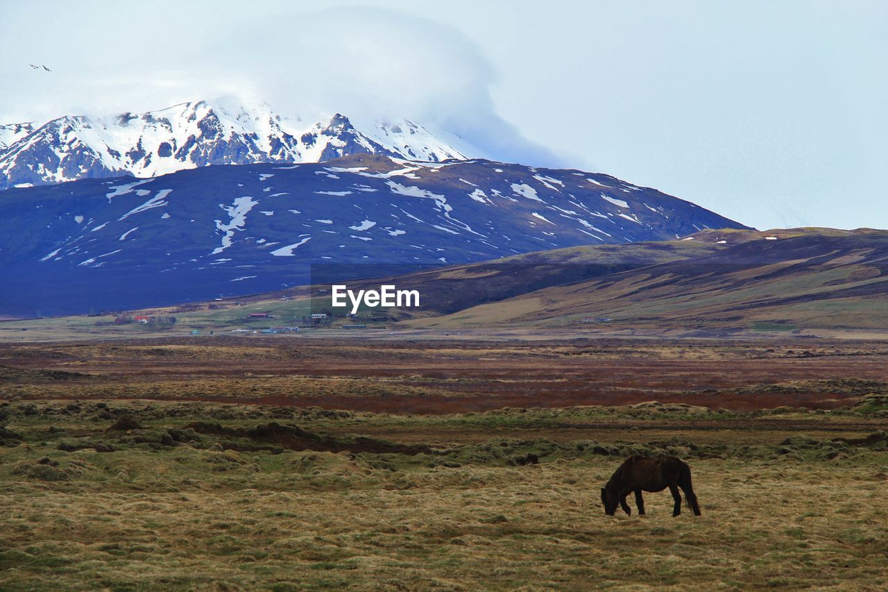 View of a horse on field against snowcapped mountains