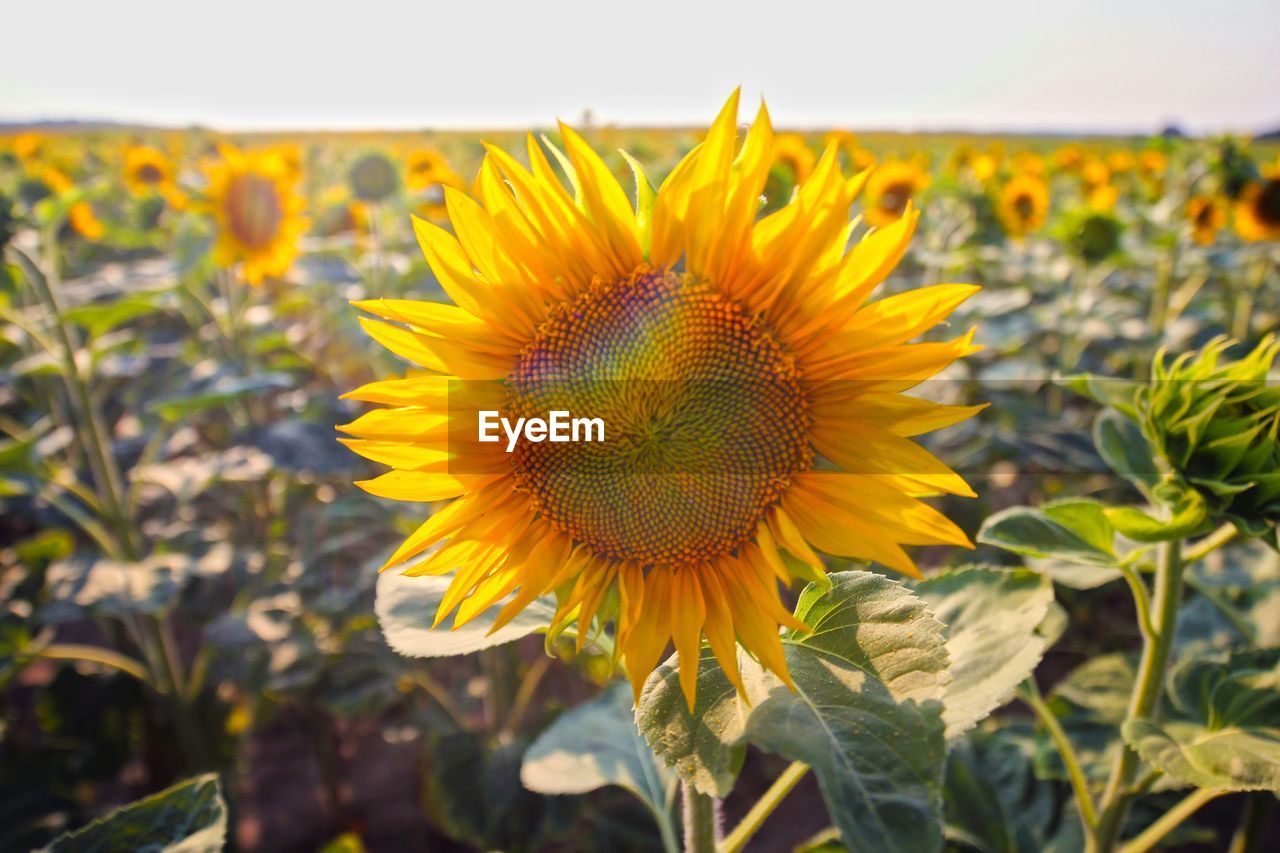 Close-up of sunflowers in field