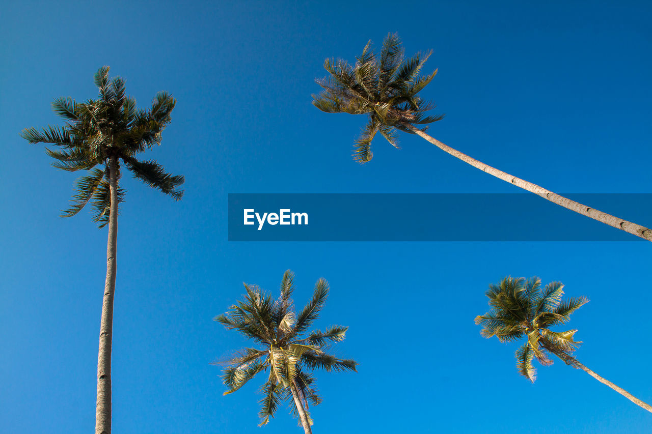 LOW ANGLE VIEW OF COCONUT PALM TREE AGAINST SKY