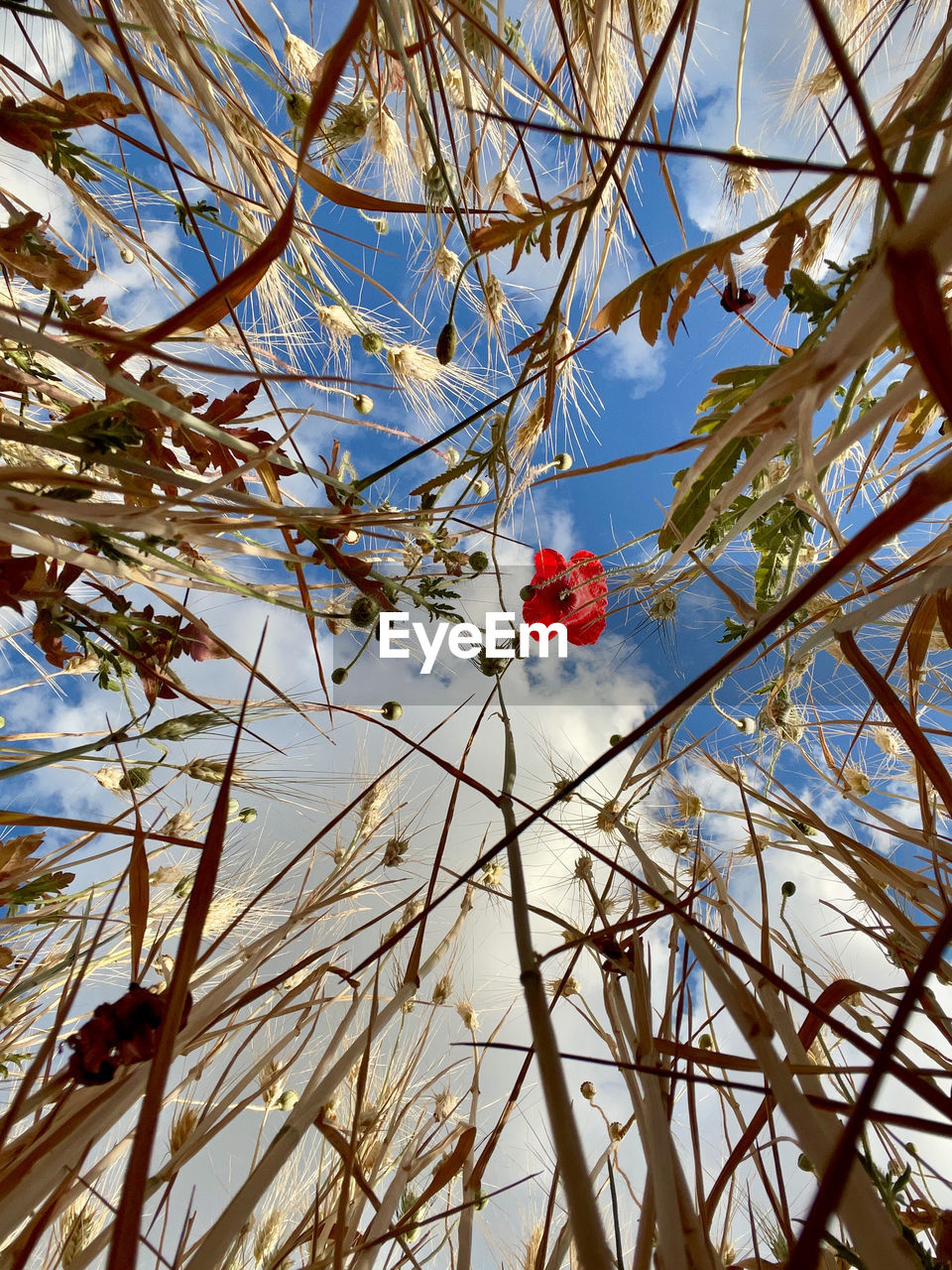 LOW ANGLE VIEW OF RED FLOWERING PLANTS AGAINST SKY