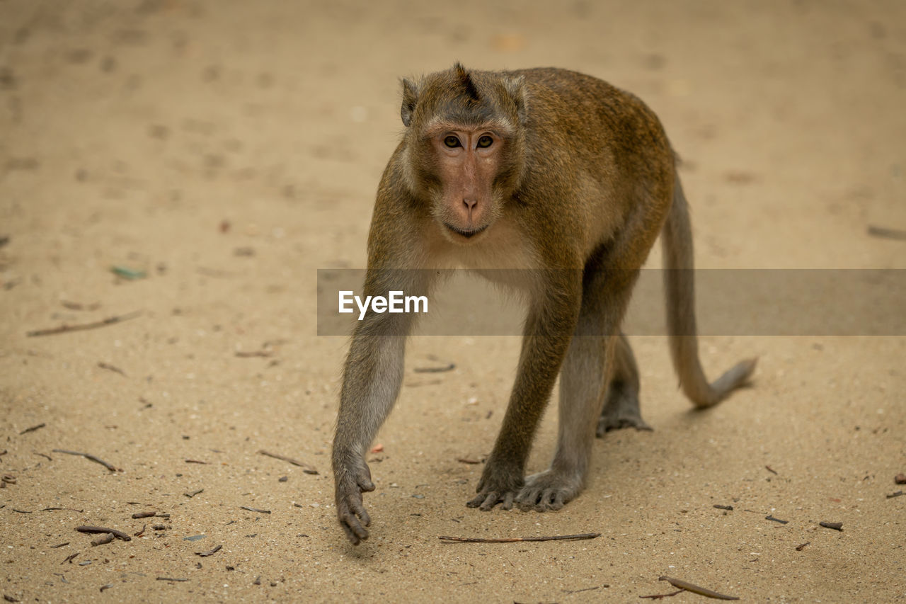 Long-tailed macaque walks among twigs on sand