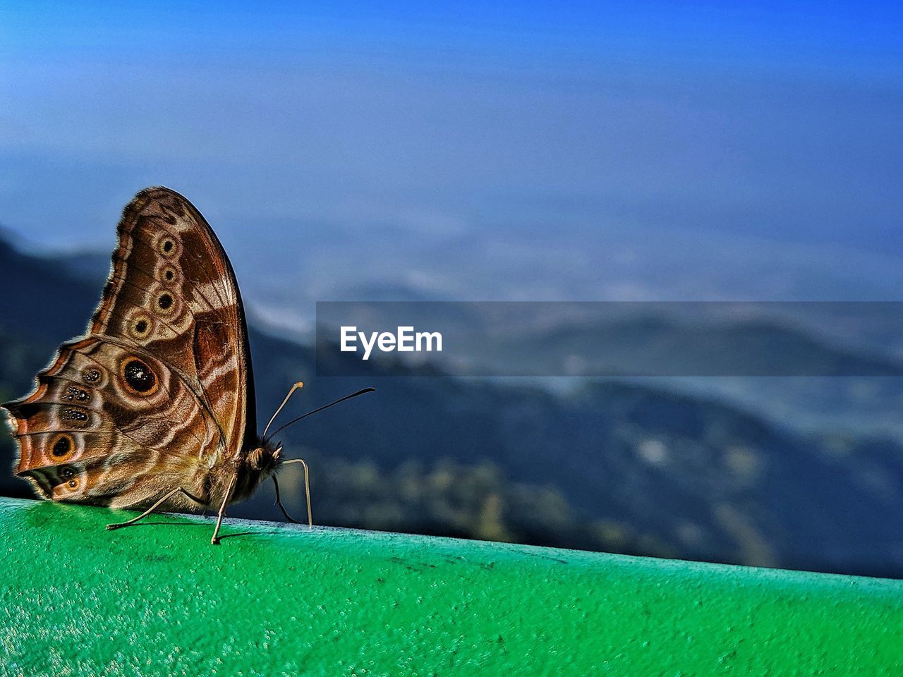 Close-up of butterfly on a mountain