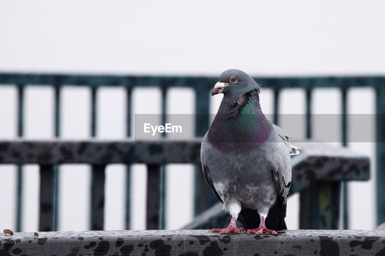 CLOSE-UP OF PIGEON PERCHING ON WALL