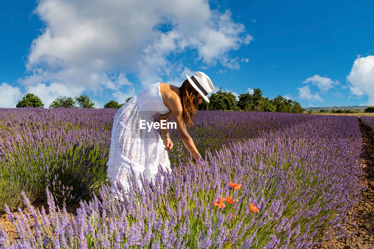 Tourism in nature. young woman in a long white dress and hat collects lavender flowers.