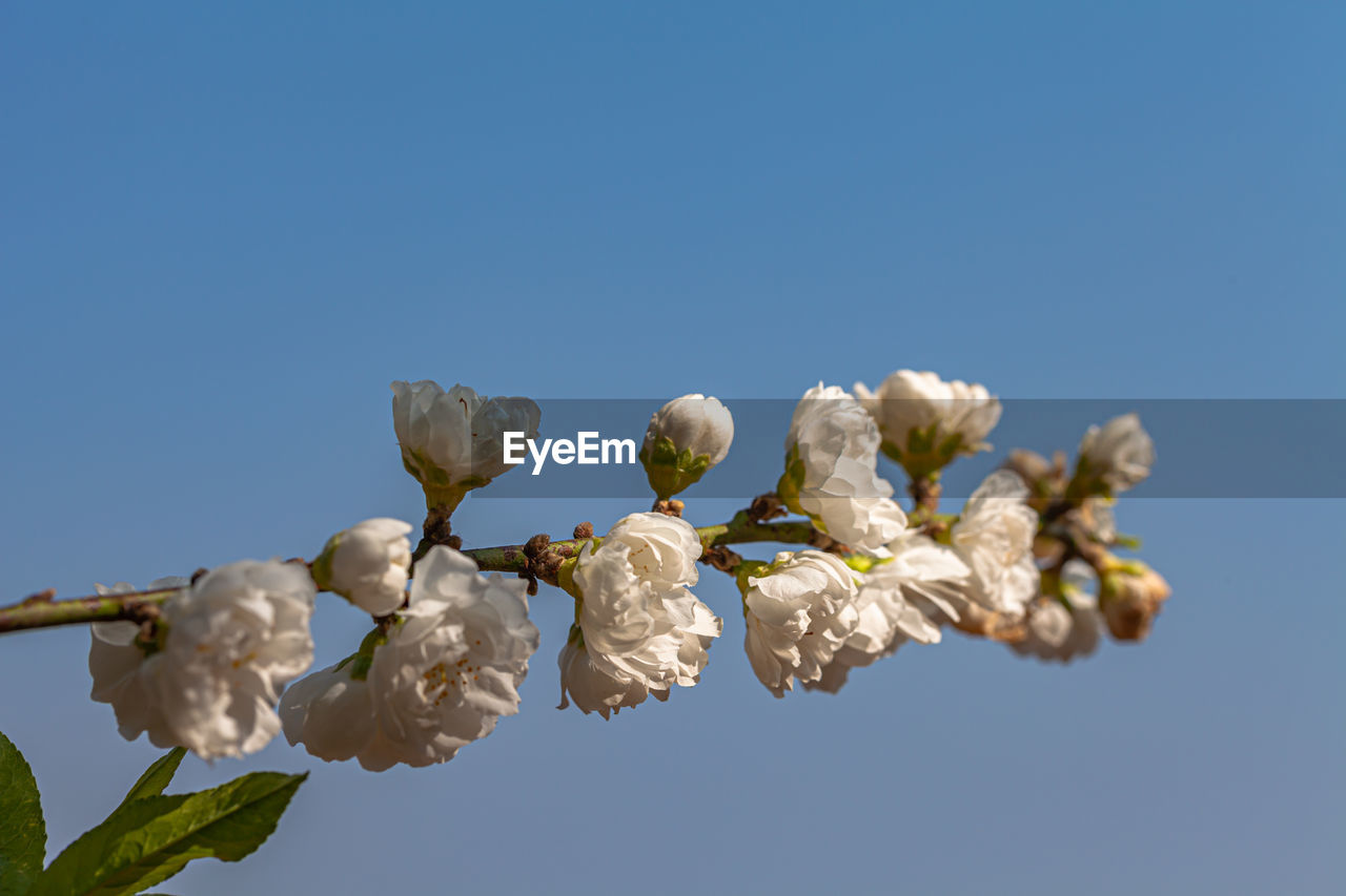 Low angle view of fresh white flowers against clear blue sky