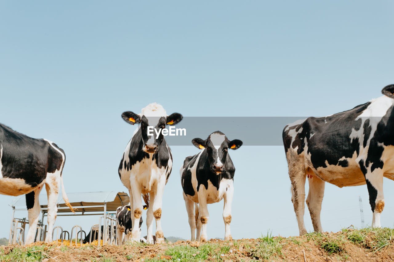 VIEW OF COWS ON FIELD