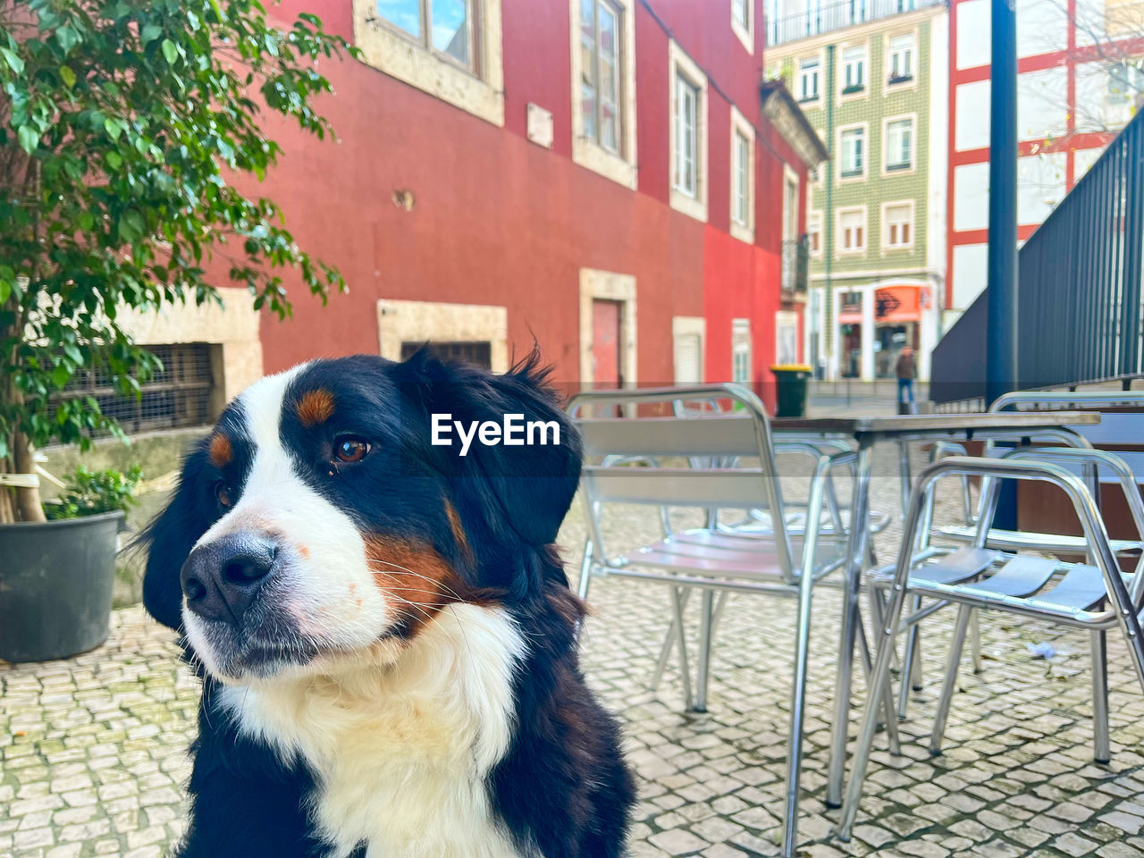 Close-up of dog on table