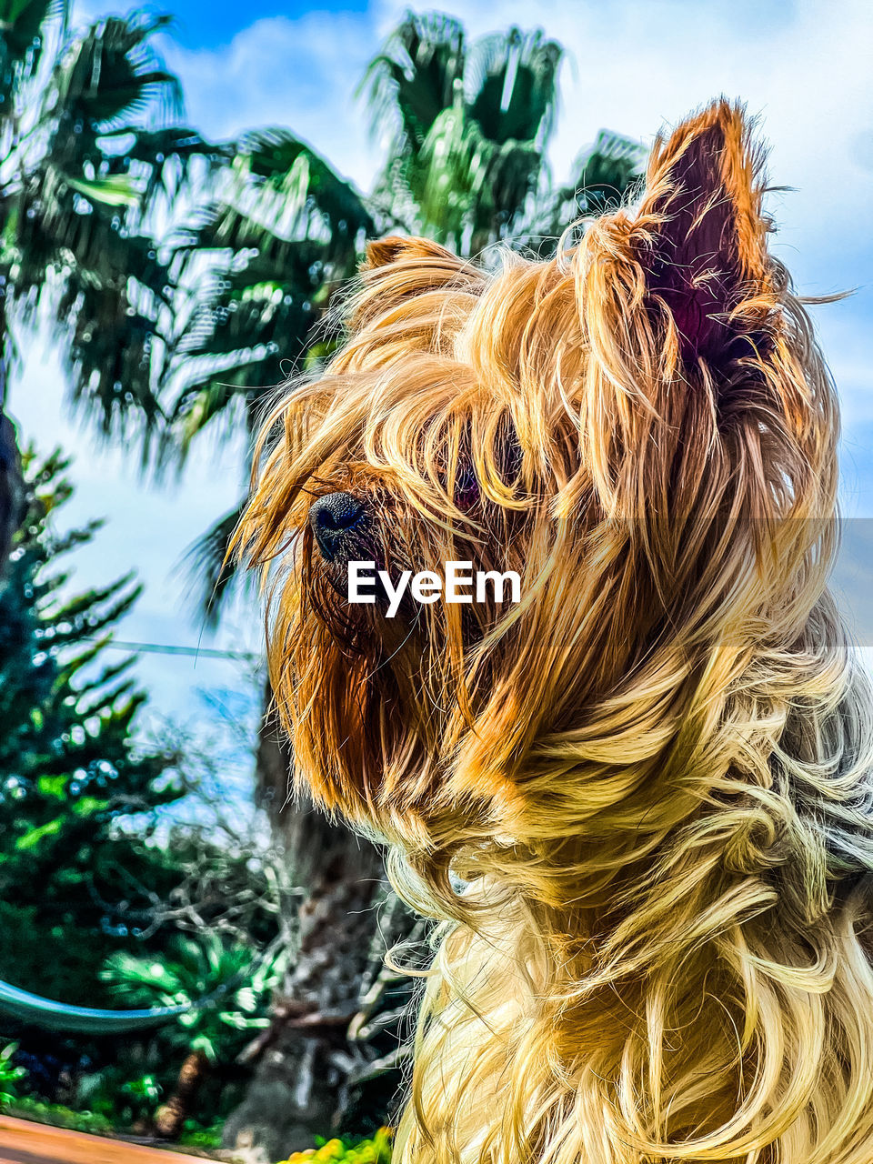 dog, one animal, animal themes, pet, animal, mammal, domestic animals, canine, terrier, yorkshire terrier, nature, carnivore, animal hair, lap dog, plant, sky, no people, animal body part, day, australian terrier, portrait, outdoors, tree, animal head, cloud