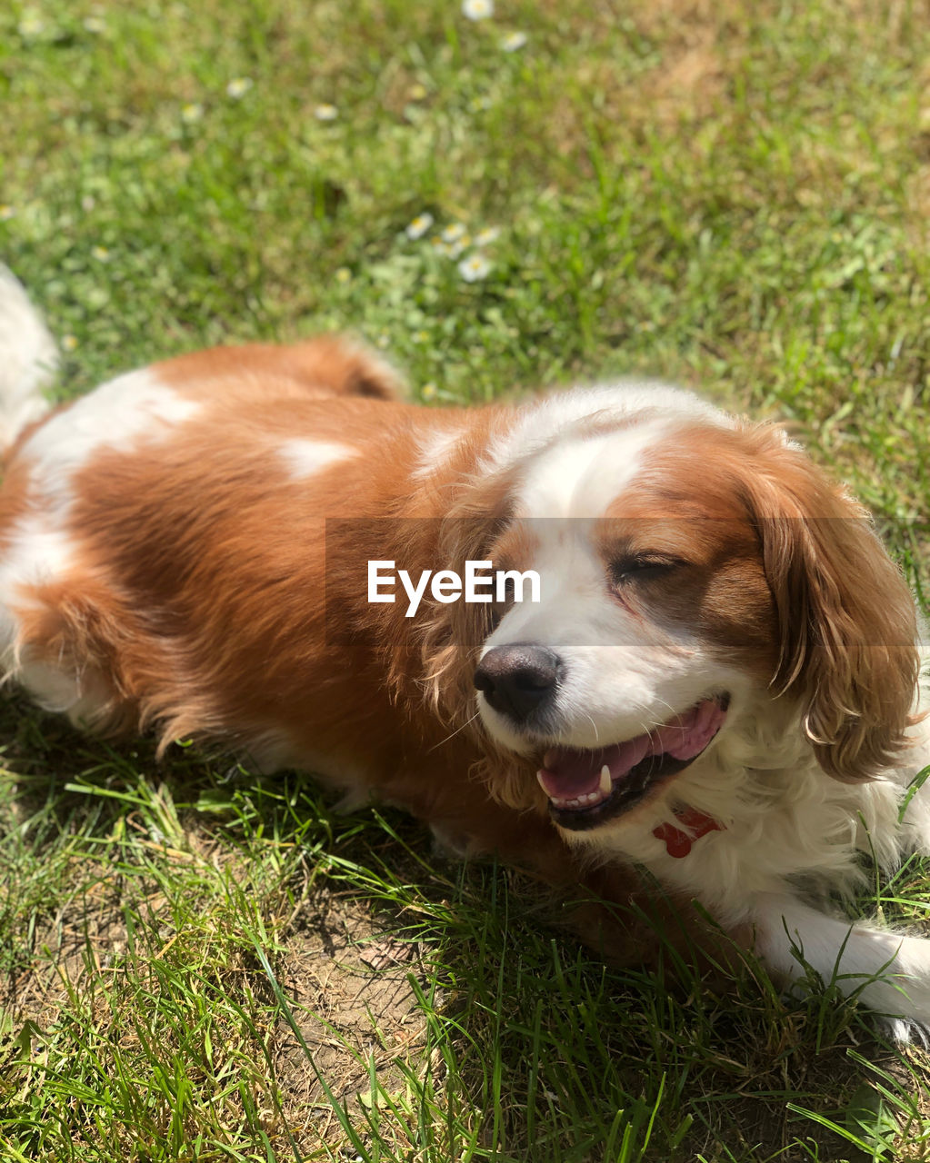 HIGH ANGLE VIEW OF DOG LYING ON GRASS