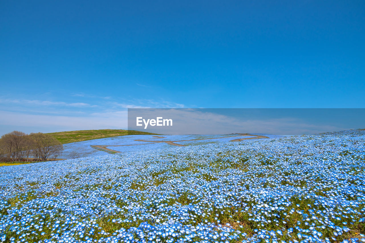 Nemophila baby blue eyes flowers field, blue flowers carpet