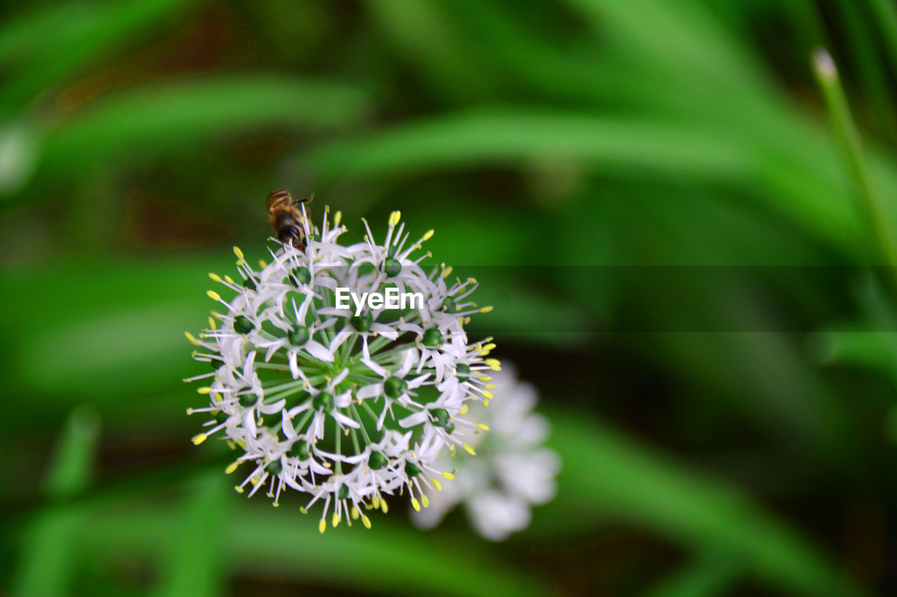 CLOSE-UP OF BEE ON PLANT