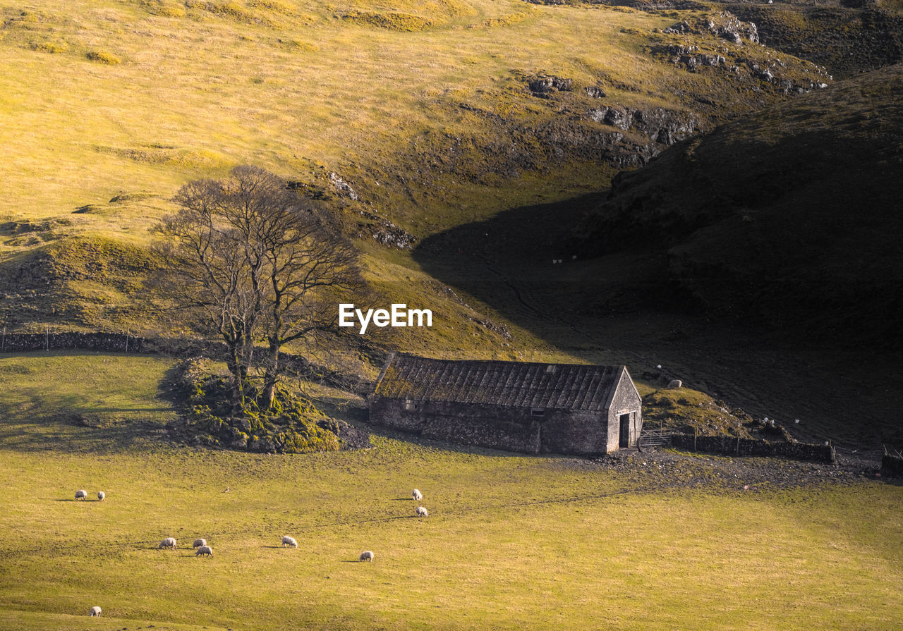 Sheepfold in united kingdom 