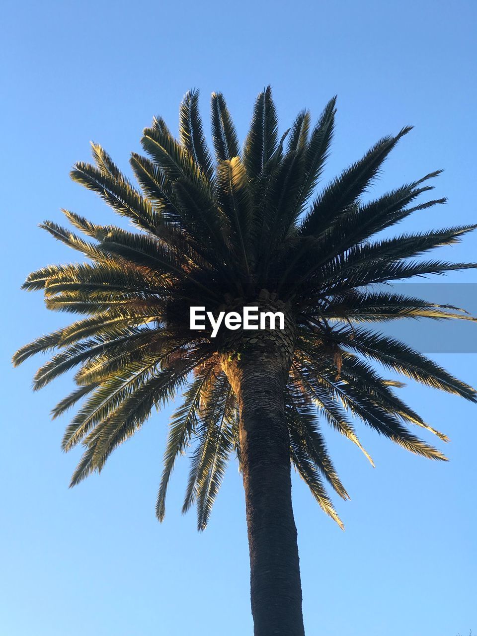 LOW ANGLE VIEW OF PALM TREE AGAINST CLEAR SKY