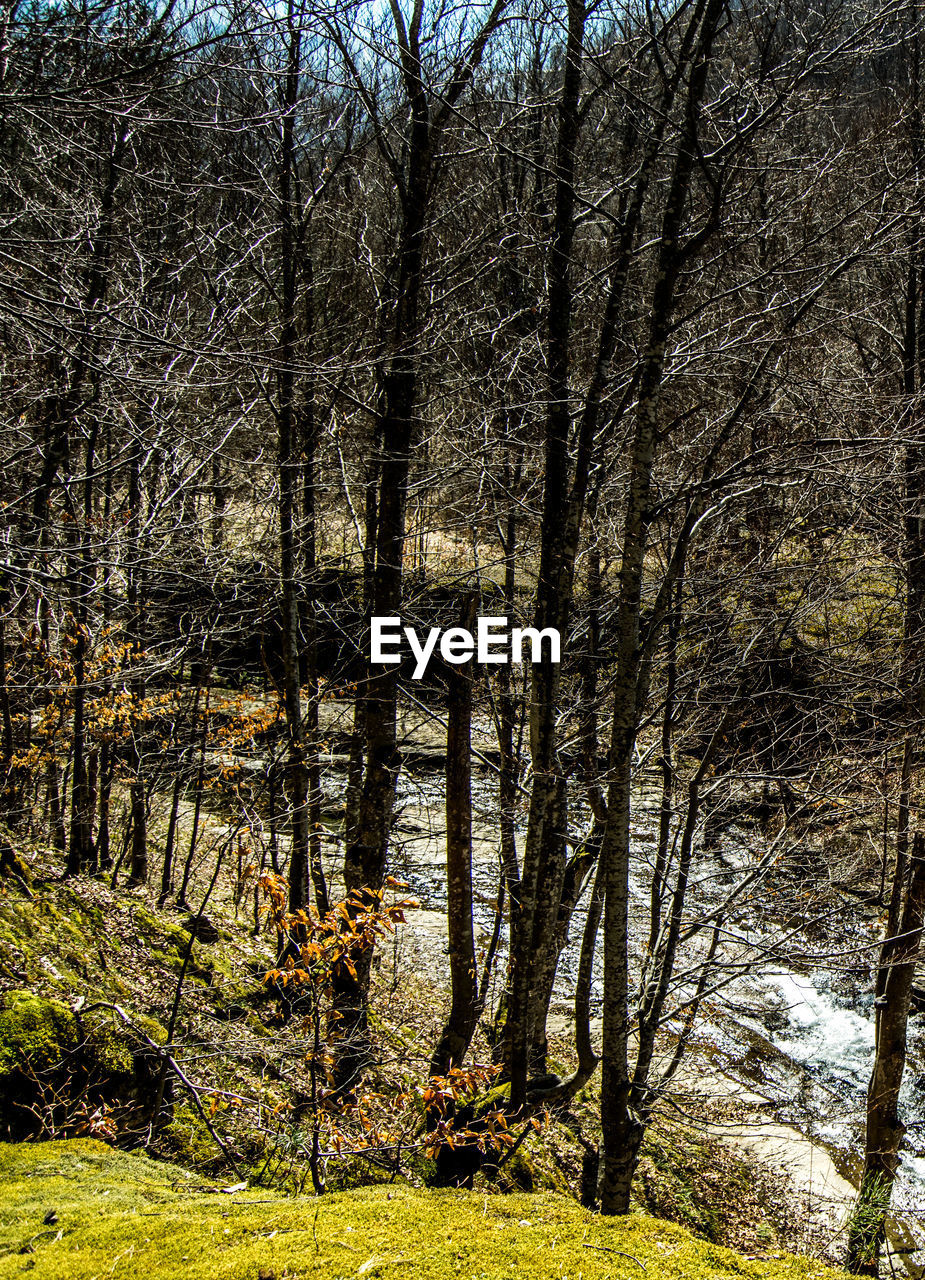 LOW ANGLE VIEW OF TREES