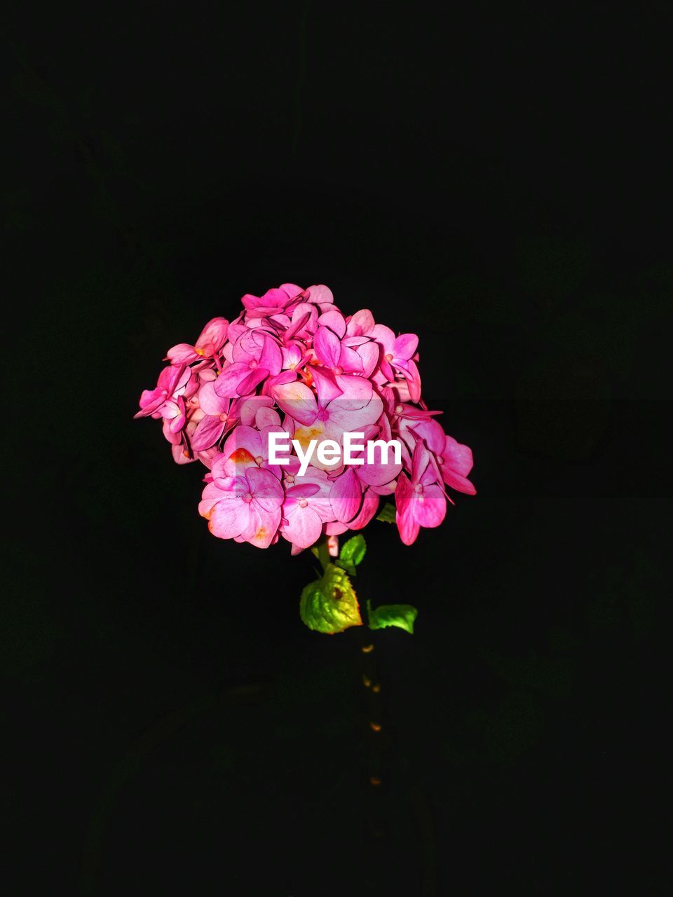 CLOSE-UP OF PINK FLOWERS BLOOMING AGAINST BLACK BACKGROUND