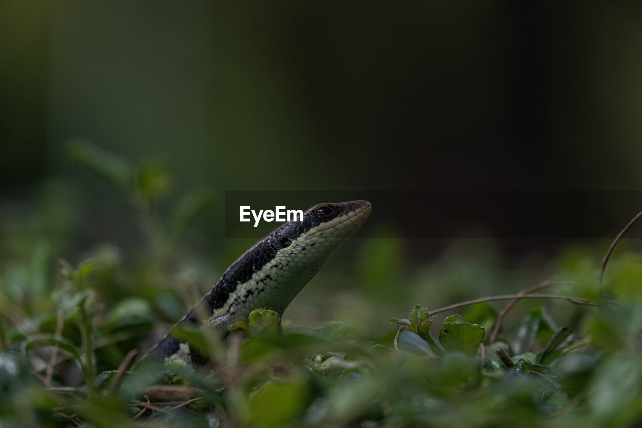 CLOSE-UP OF LIZARD ON PLANT