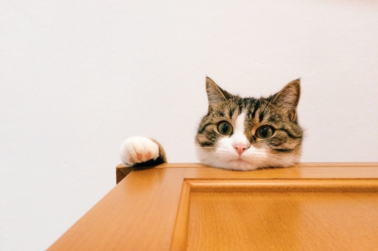 Portrait of cat on table at home