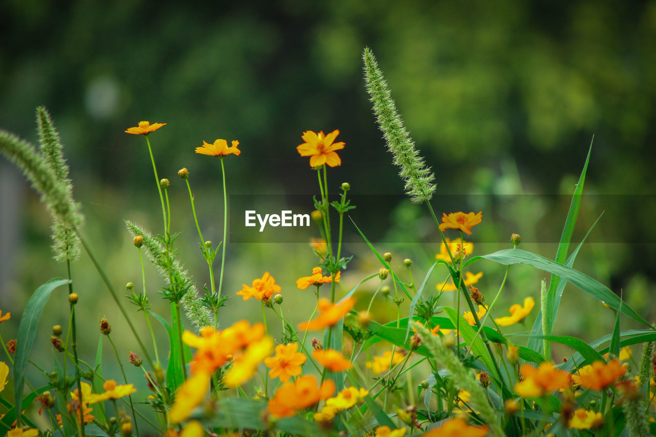 CLOSE-UP OF YELLOW FLOWERING PLANT