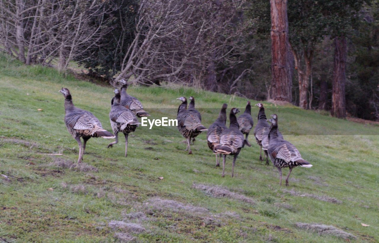 BIRDS ON A FIELD