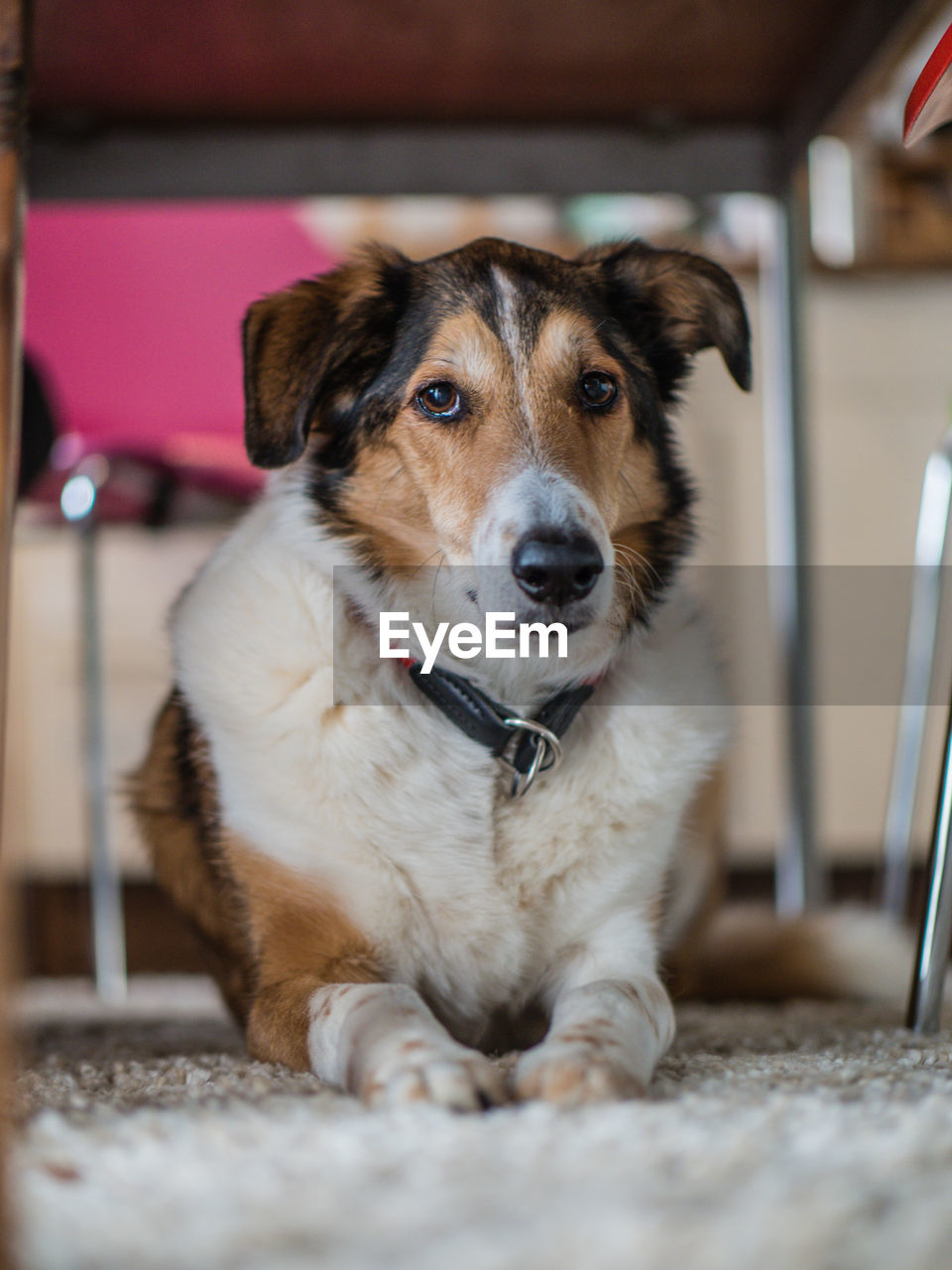 PORTRAIT OF DOG SITTING ON FLOOR AT HOME