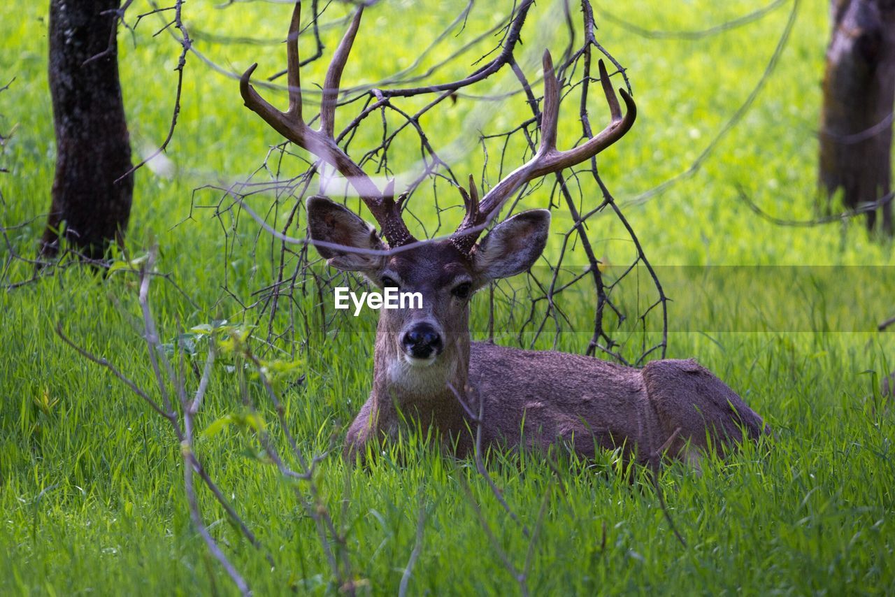 Portrait of deer on grass