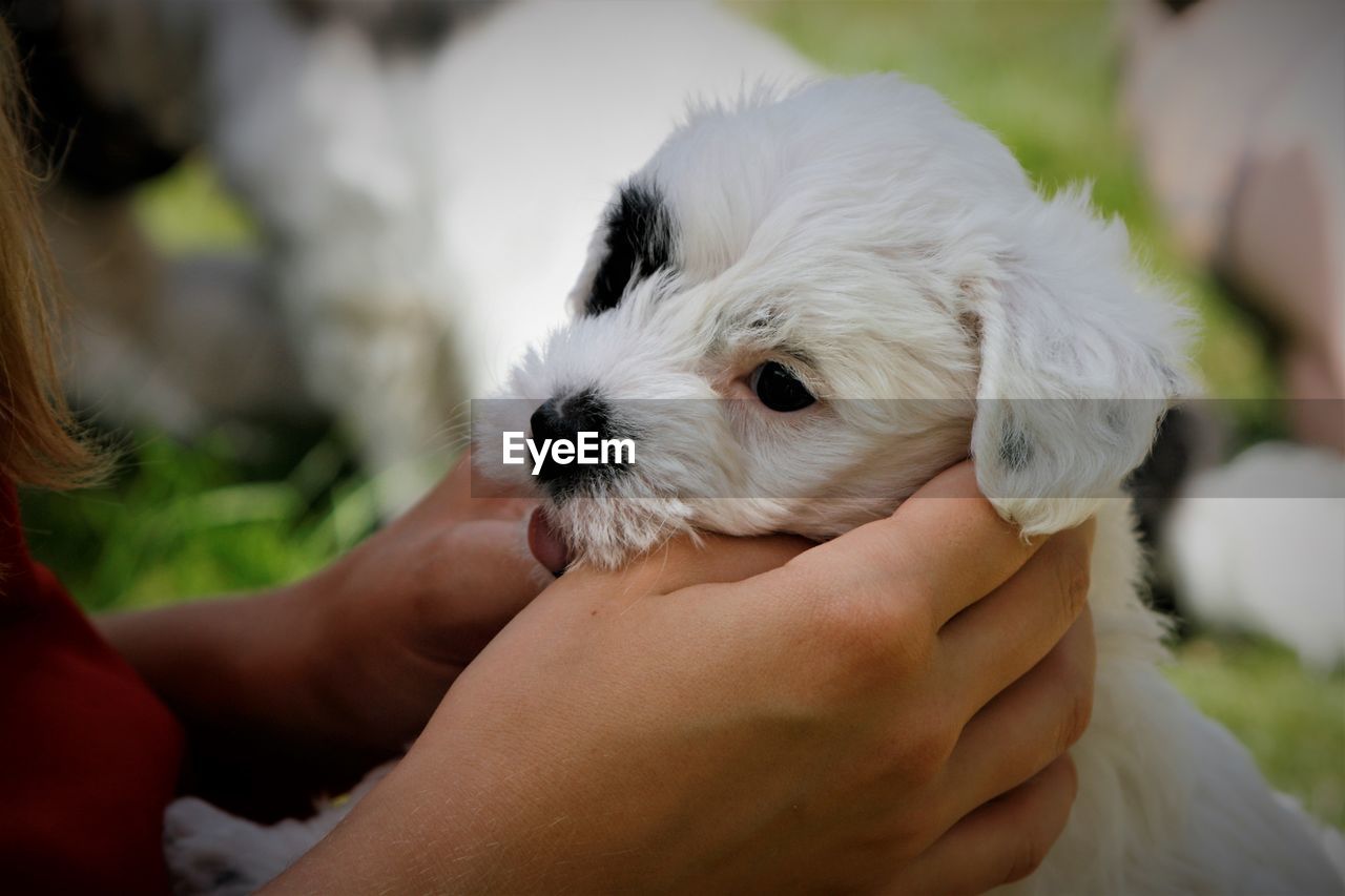 CLOSE-UP OF HAND HOLDING PUPPY AT PARK