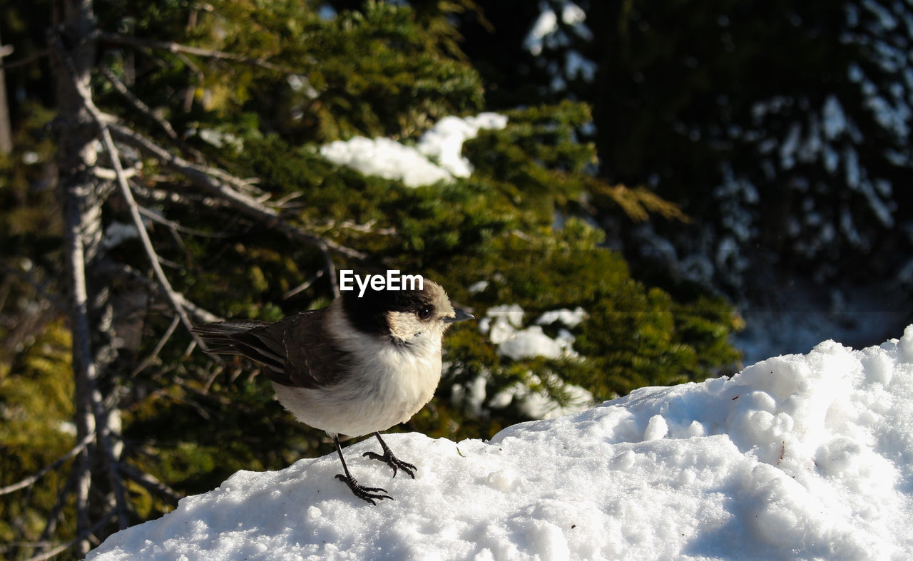 Bird perching on snow covered plants