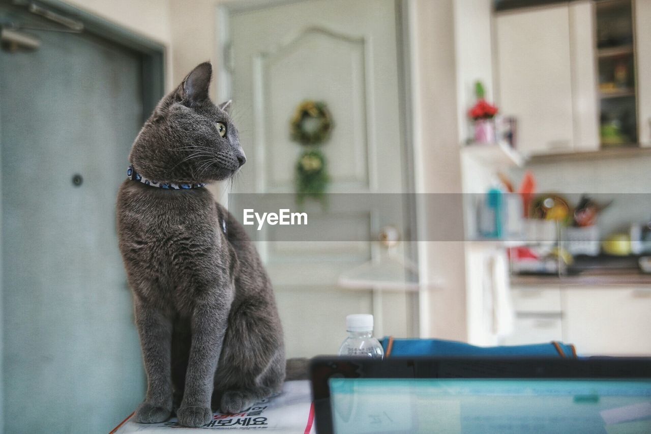 Close-up of cat sitting on table at home