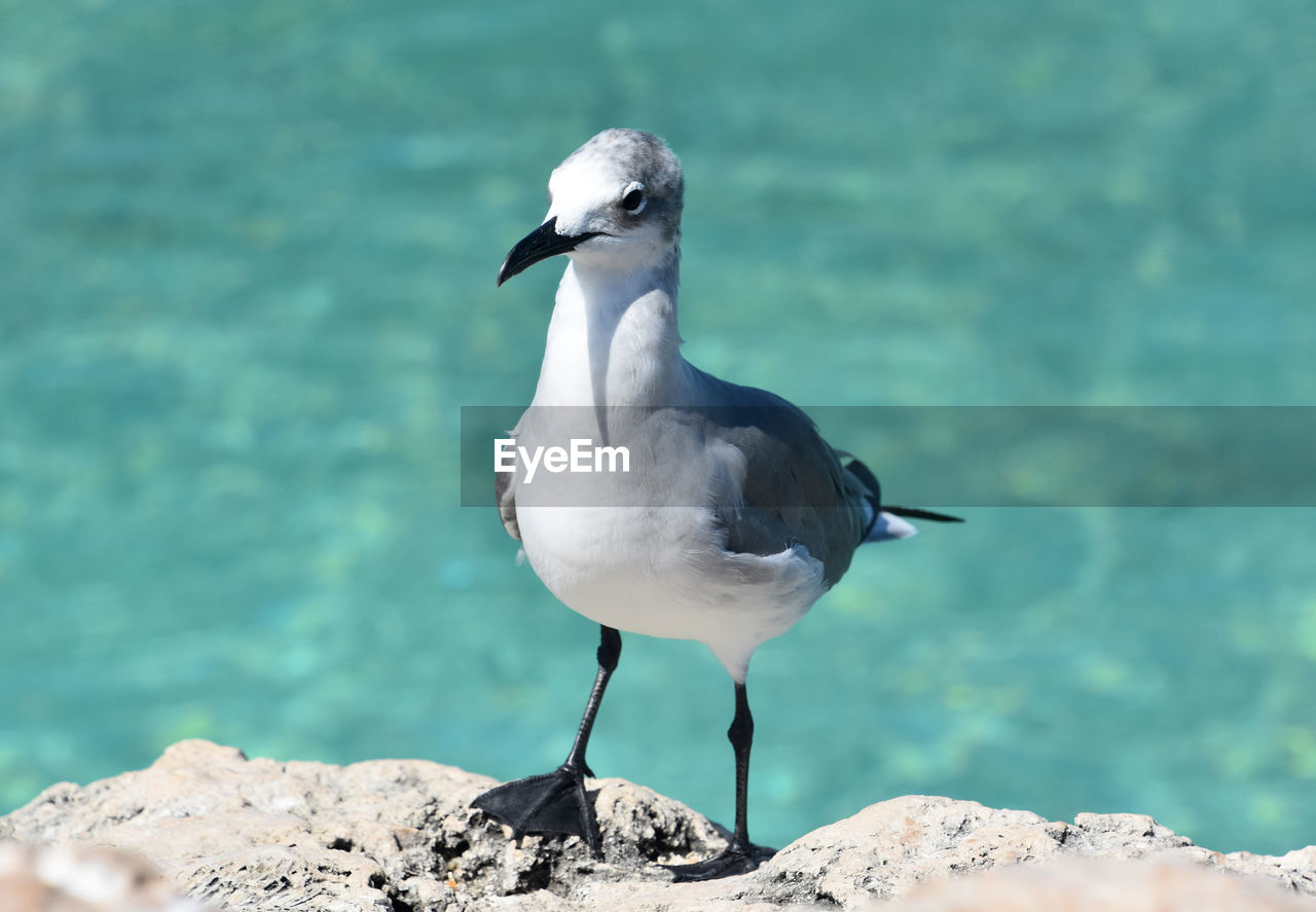 bird, animal themes, animal wildlife, animal, wildlife, water, one animal, beak, nature, sea, rock, no people, full length, focus on foreground, perching, day, seabird, gull, beach, outdoors, seagull, beauty in nature, sunlight, standing, side view