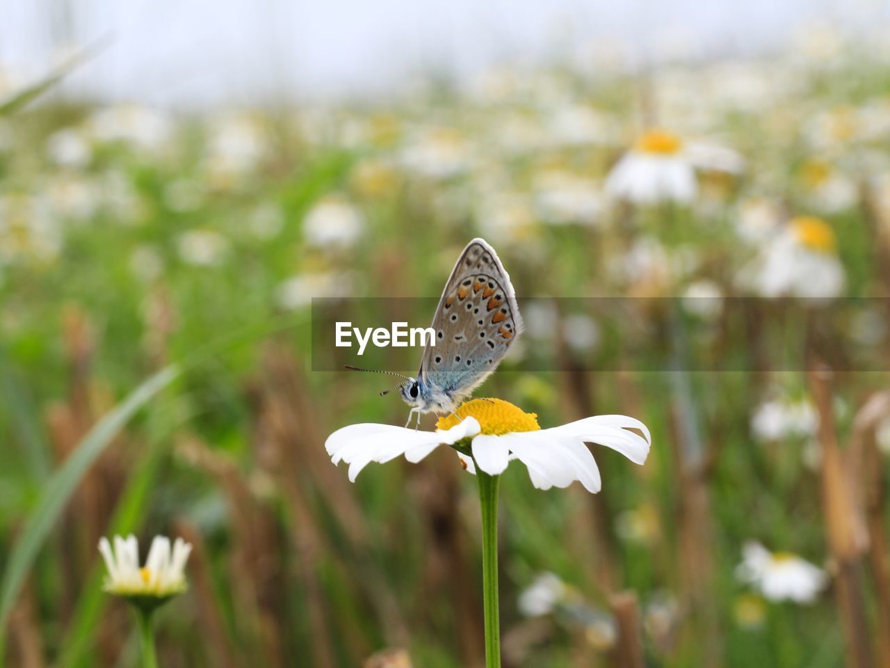 BUTTERFLY POLLINATING FLOWER