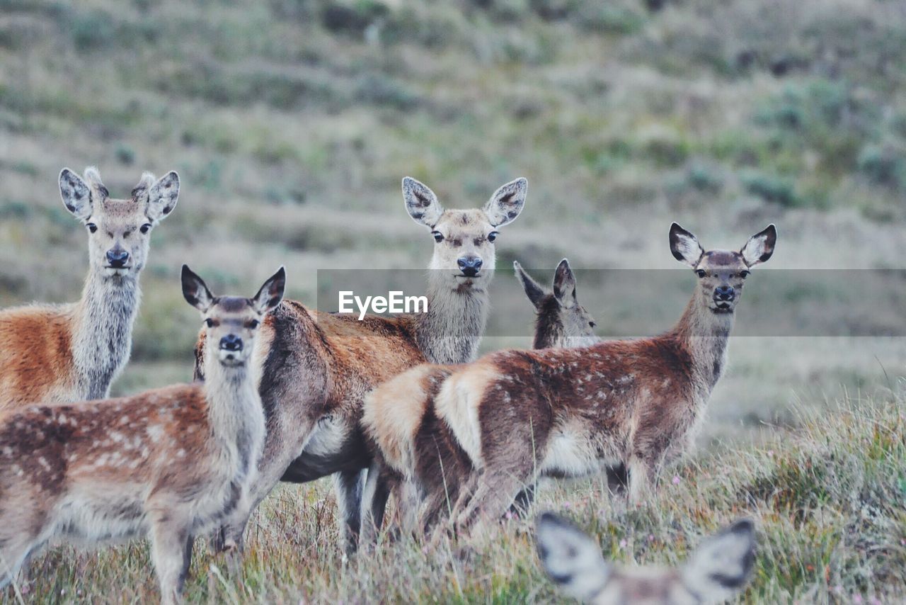 Portrait of deer standing on grass