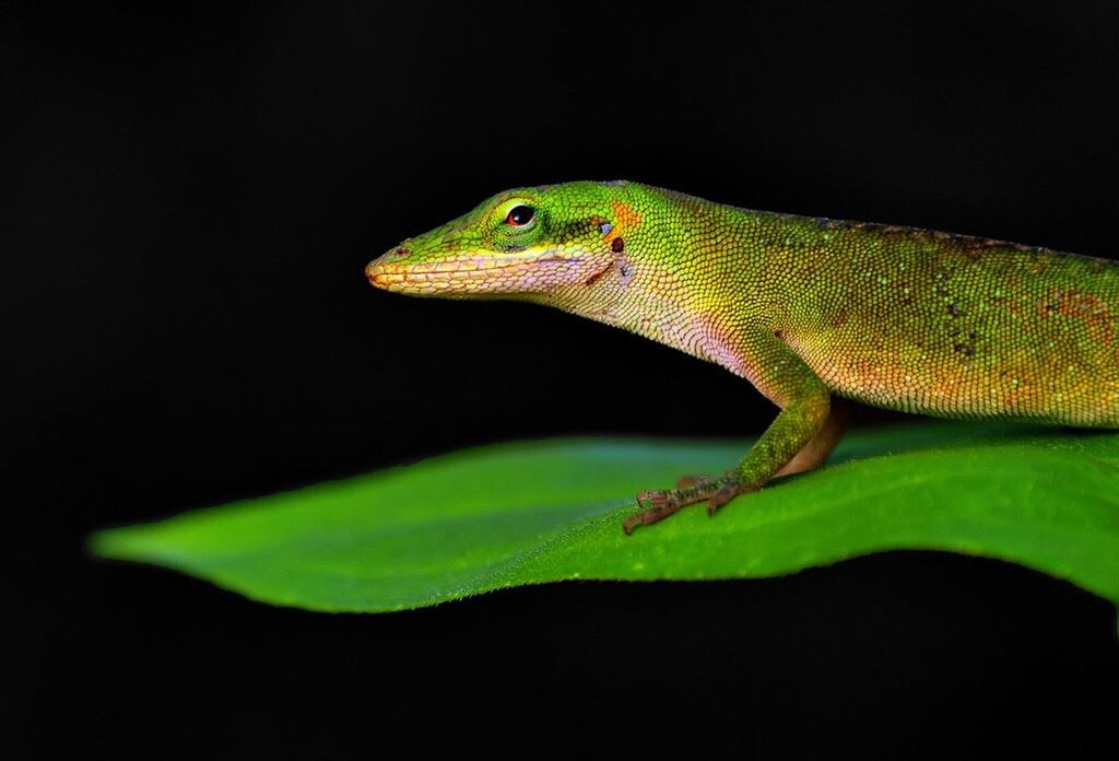 Lizard on green leaf