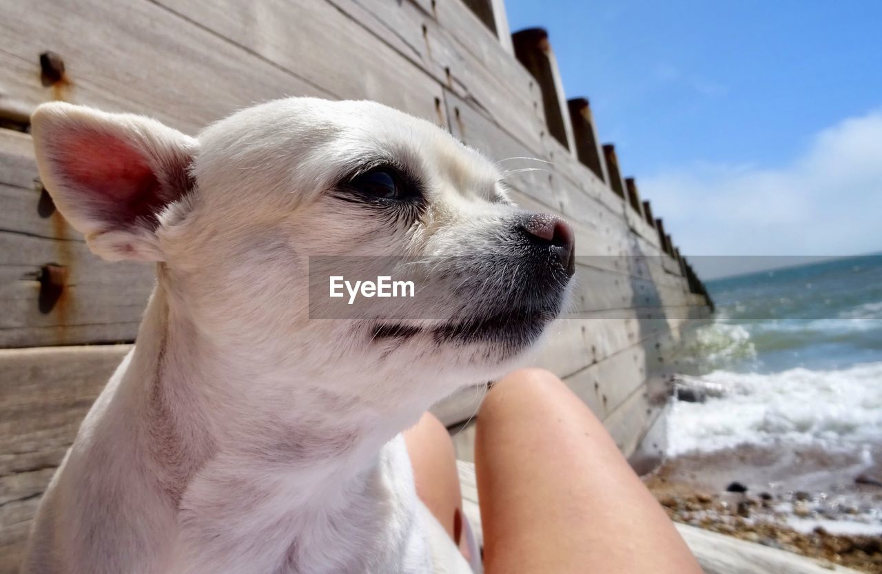 MIDSECTION OF MAN WITH DOG AGAINST SEA