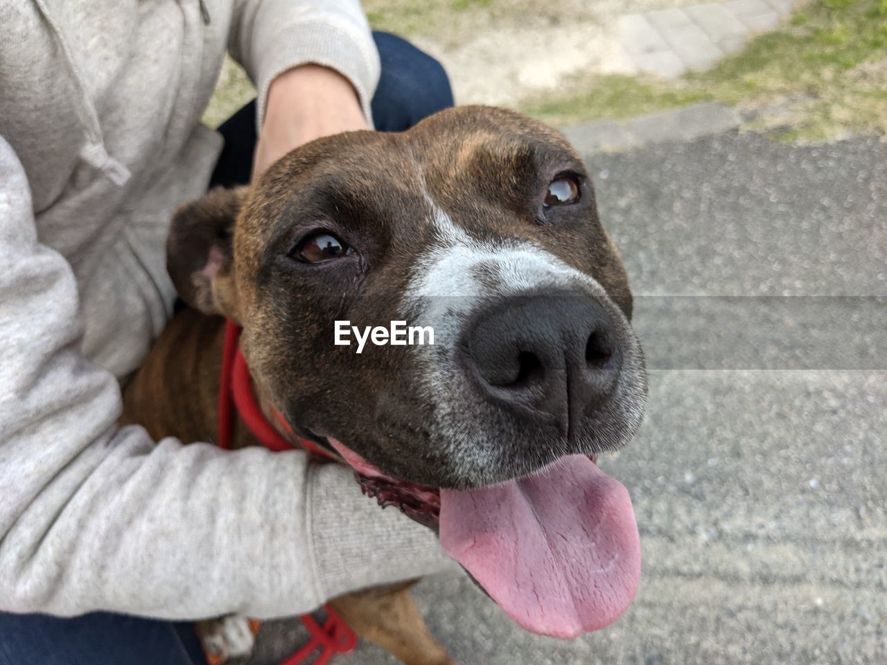 Close-up portrait of dog by person