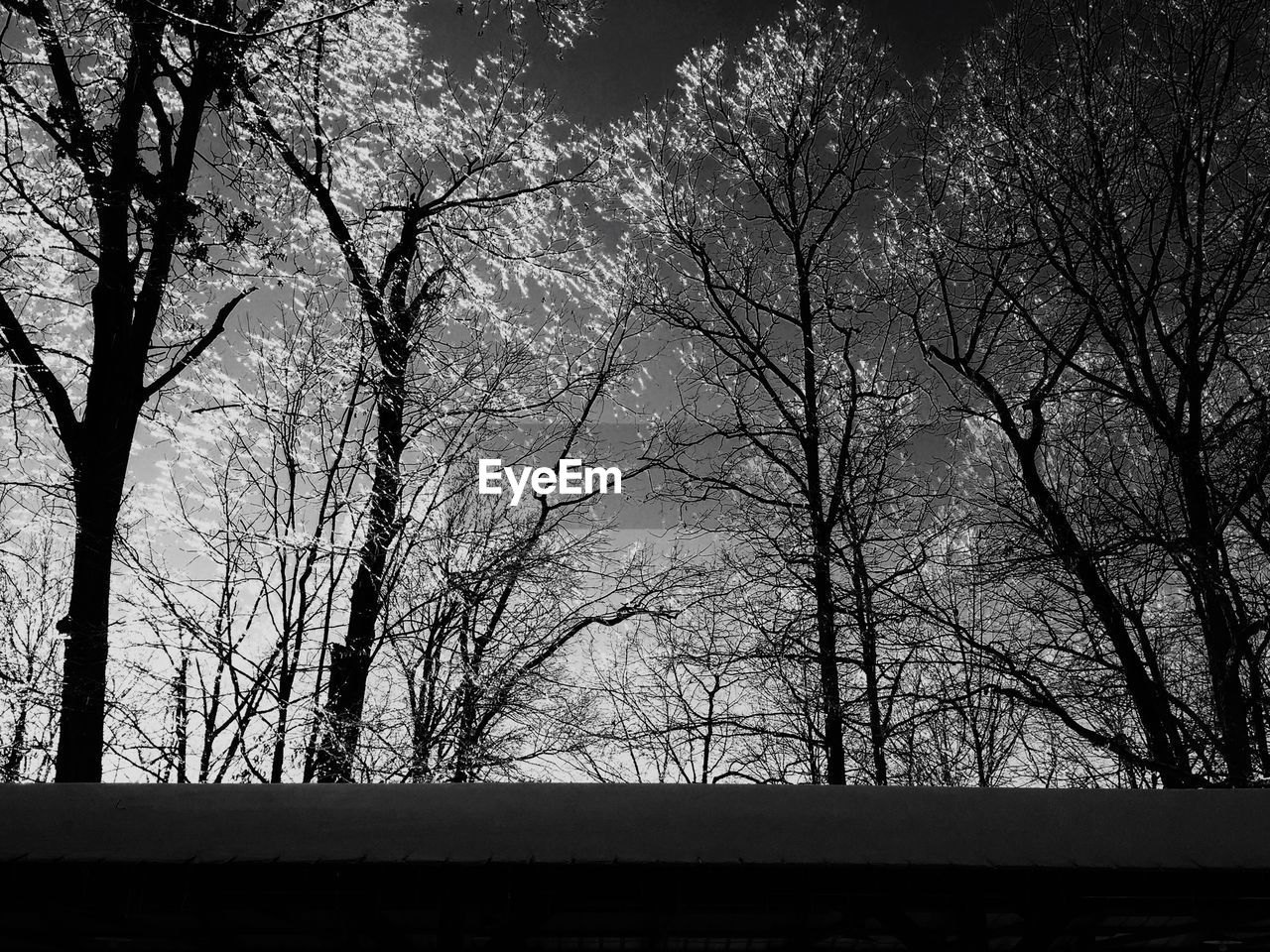 SILHOUETTE OF TREE AGAINST SKY