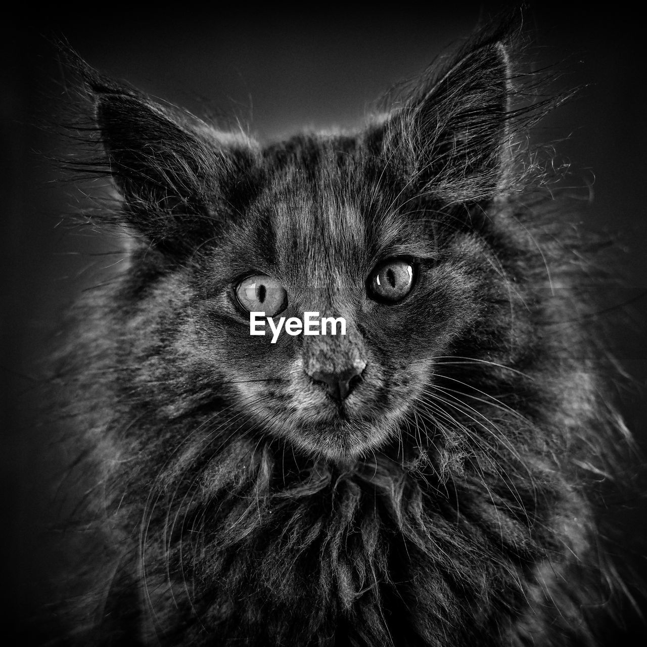 Close-up portrait of cat against black background