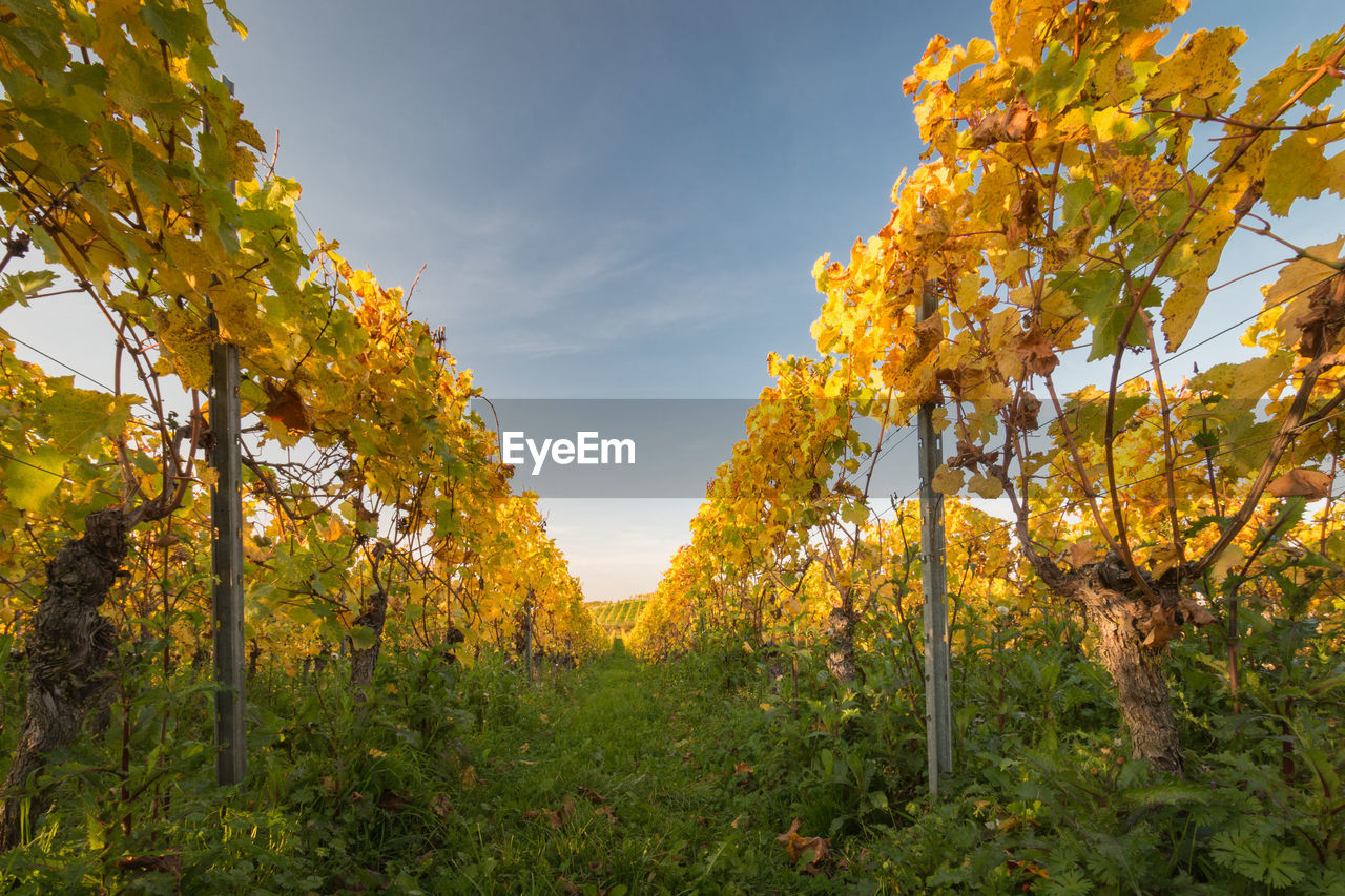 Looking down vineyard rows at sunset with changing yellow and golden leaves in autumn against sky