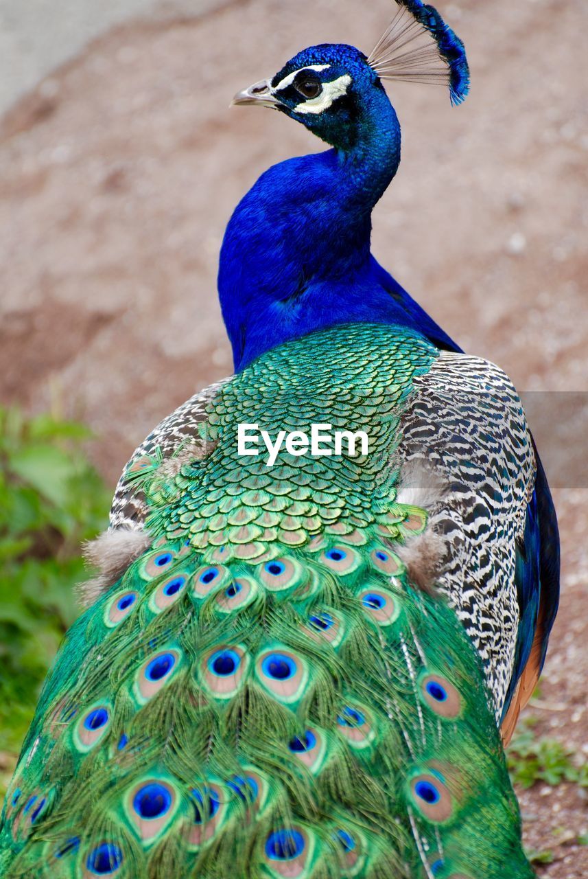 Close-up of peacock