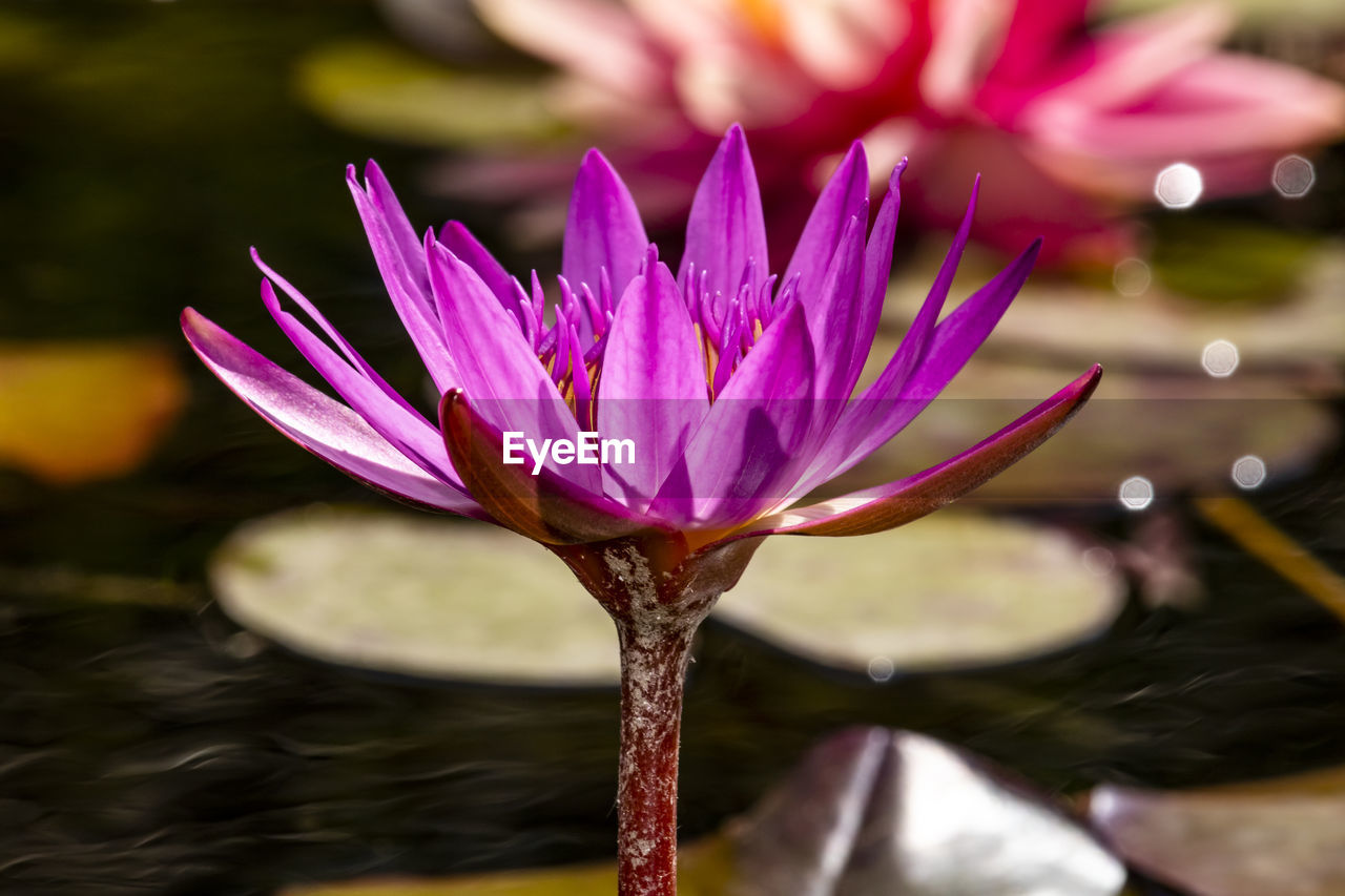 CLOSE-UP OF PINK WATER LILY