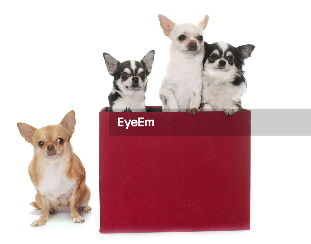 Portrait of chihuahuas with red box against white background