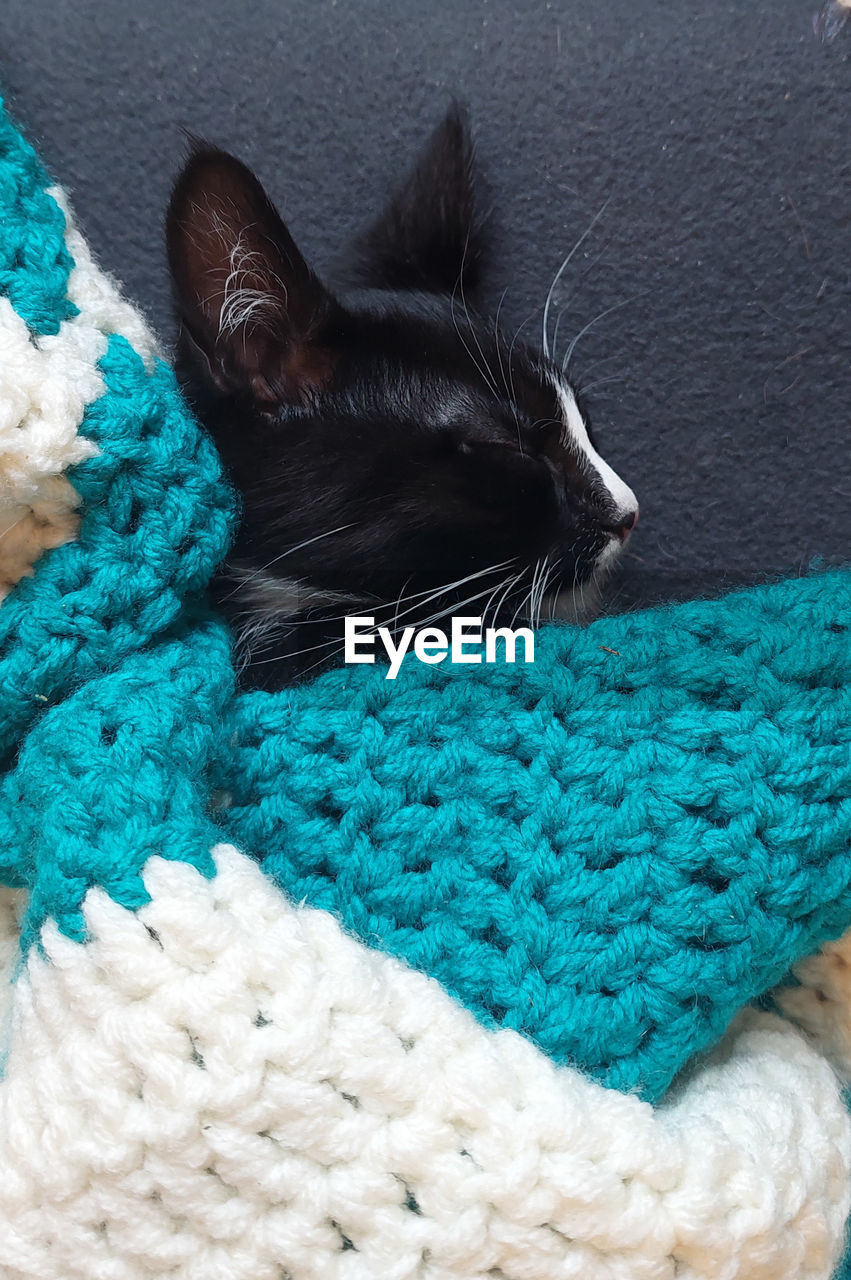 Close-up of tuxedo cat sleeping on bed