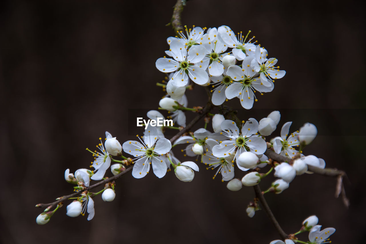 Branch with white flowers on a fruit tree on a dark background