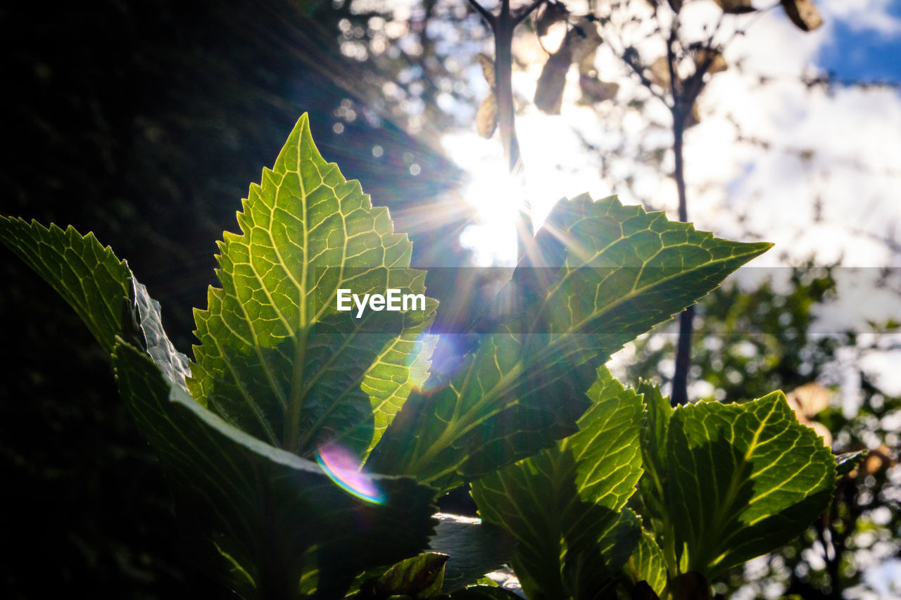 Sunlight streaming through leaves on sunny day