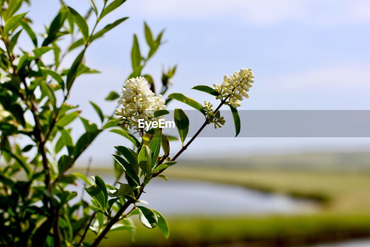 Close-up of flowers blooming in field against sky