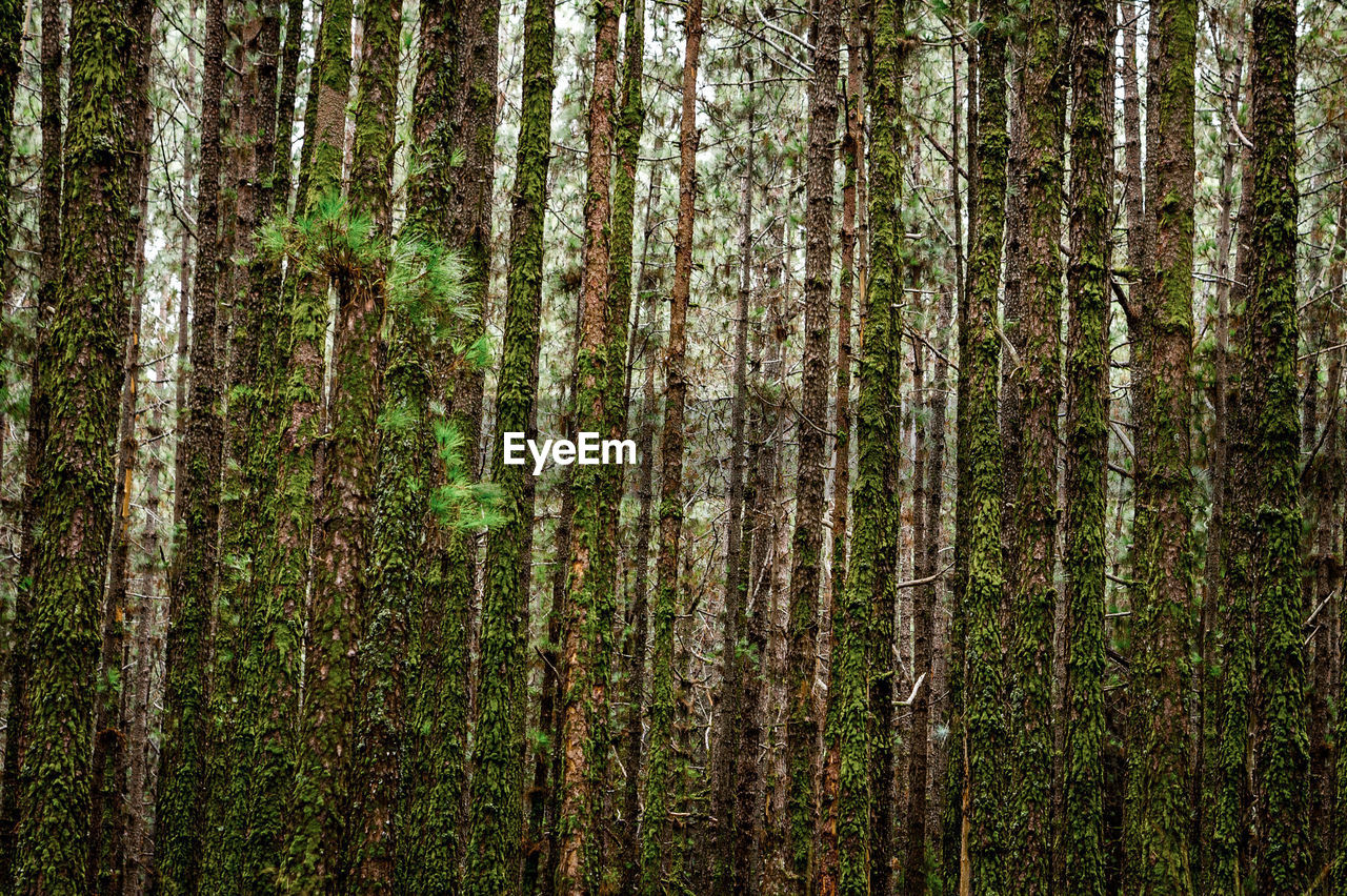 Pine trees in forest