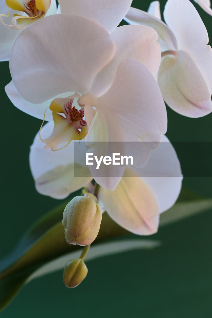 CLOSE-UP OF WHITE FLOWER