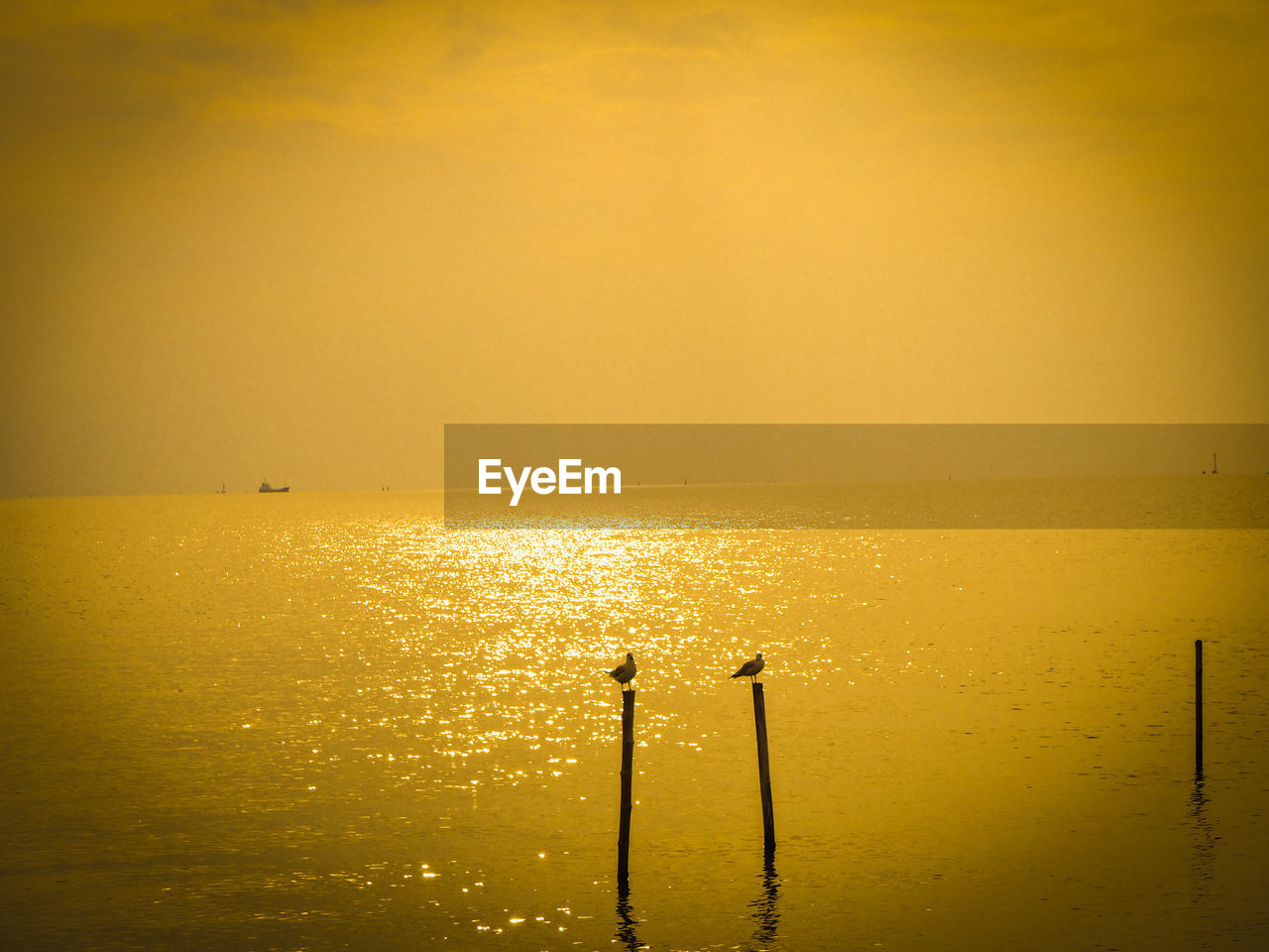 water, sky, sea, sunset, beauty in nature, horizon, sunlight, tranquility, sun, reflection, scenics - nature, yellow, dawn, nature, tranquil scene, horizon over water, idyllic, silhouette, no people, orange color, evening, outdoors, light, beach, afterglow, gold, cloud, non-urban scene, ocean