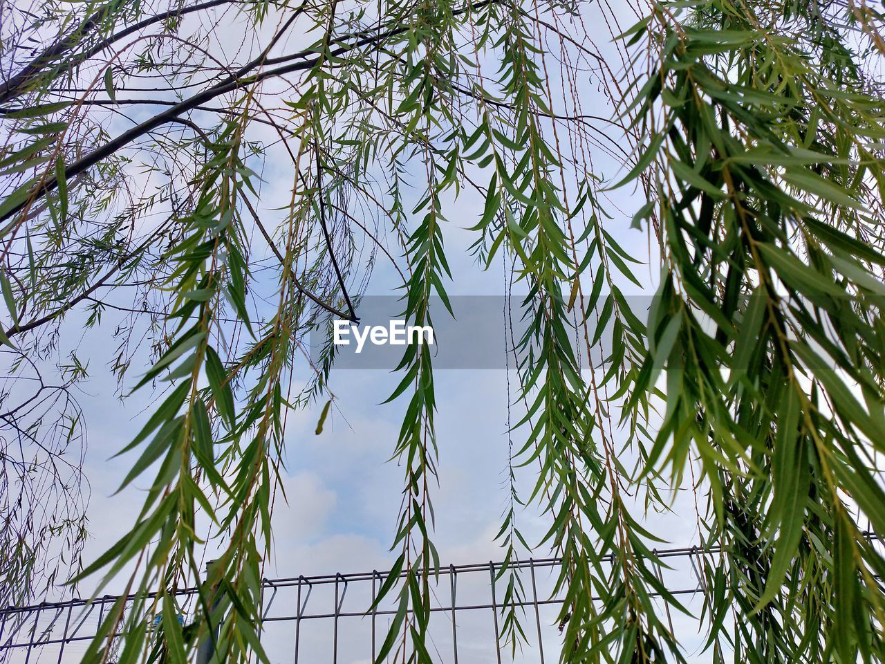 LOW ANGLE VIEW OF A TREE