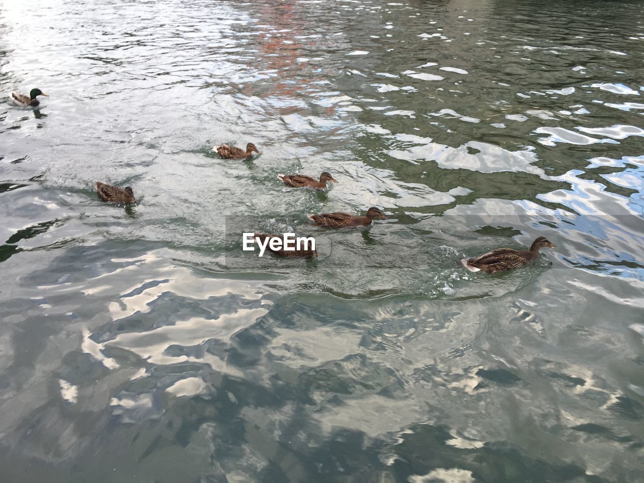 TREE IN WATER