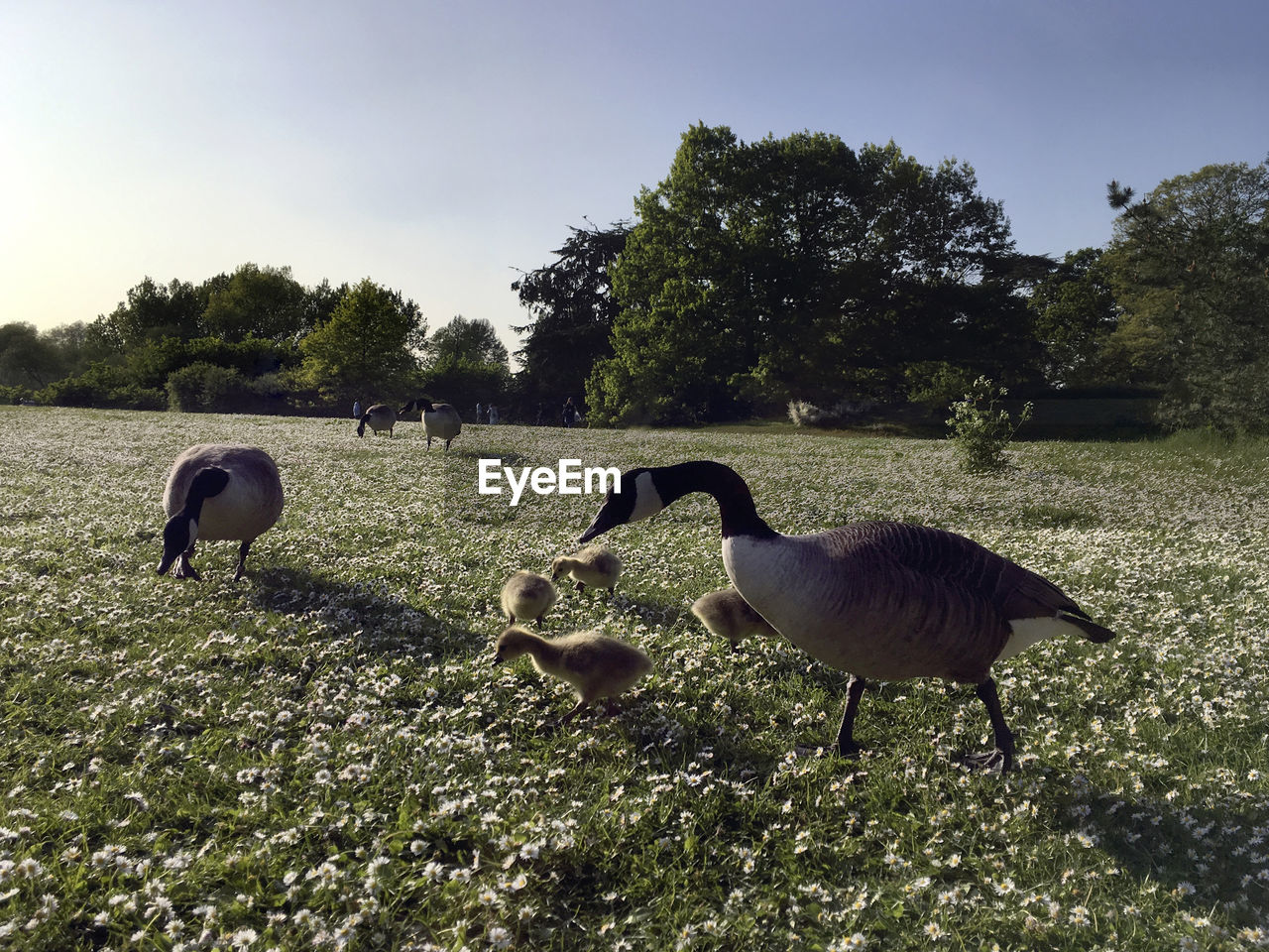 Goose family grazing